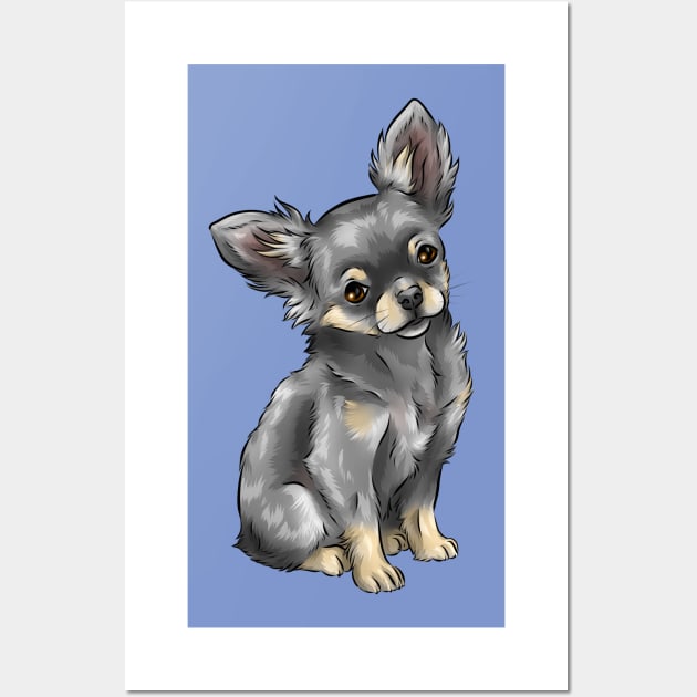 Blue and tan long sale haired chihuahua